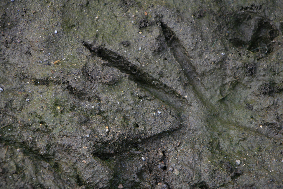 Footprint Mud