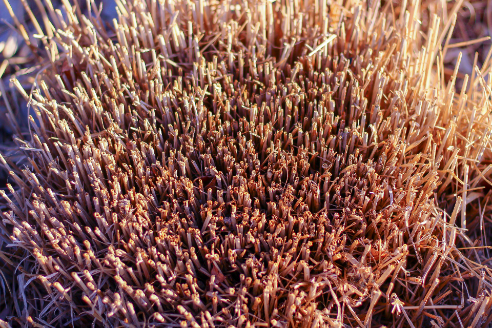 Bush Grass
