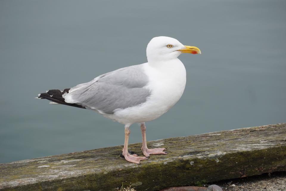 Seagull Bird