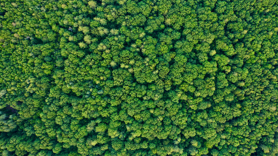 Forest Aerial