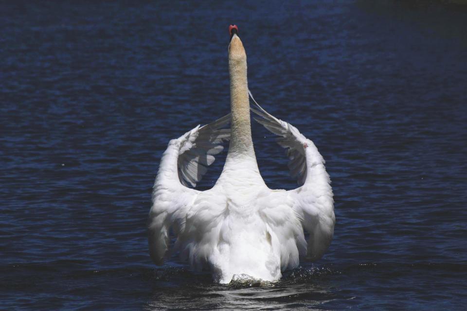 Swan Beak