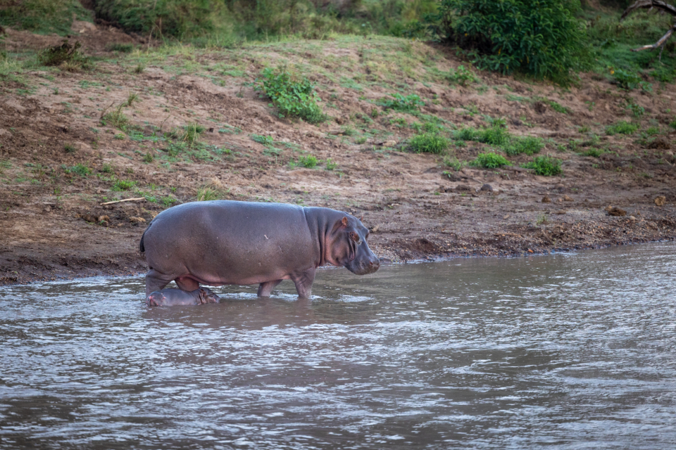 Hippo Wildlife