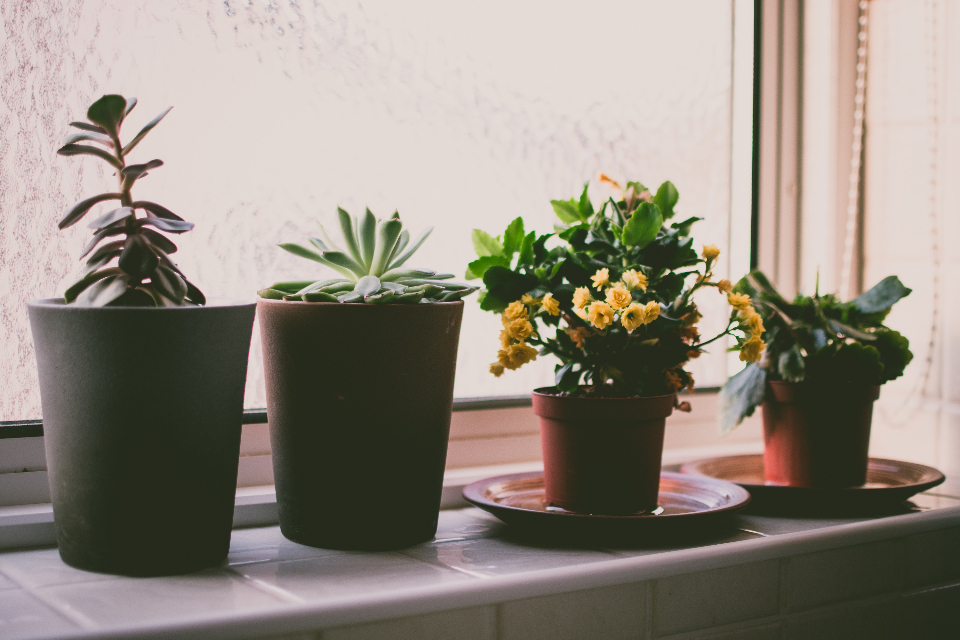 Plants Window