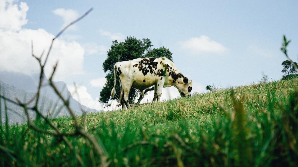 Cow Grass