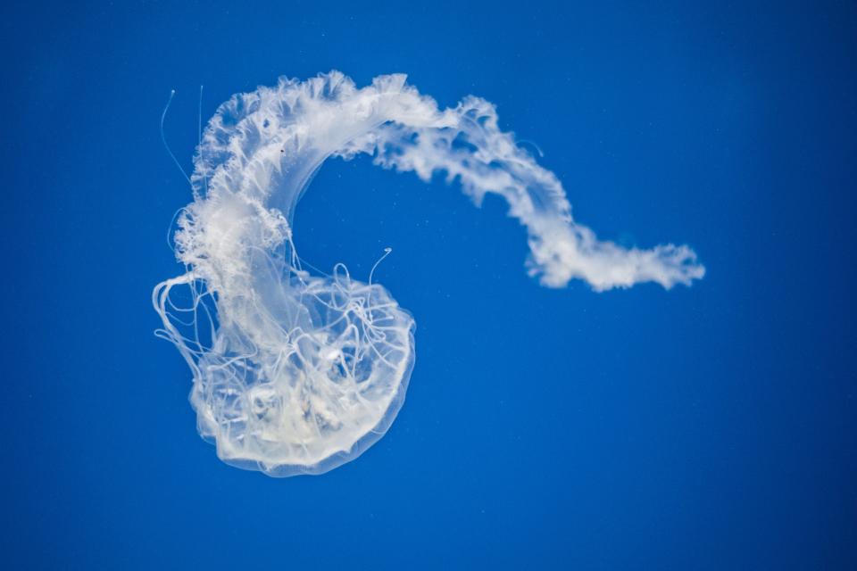 Jellyfish Aquatic