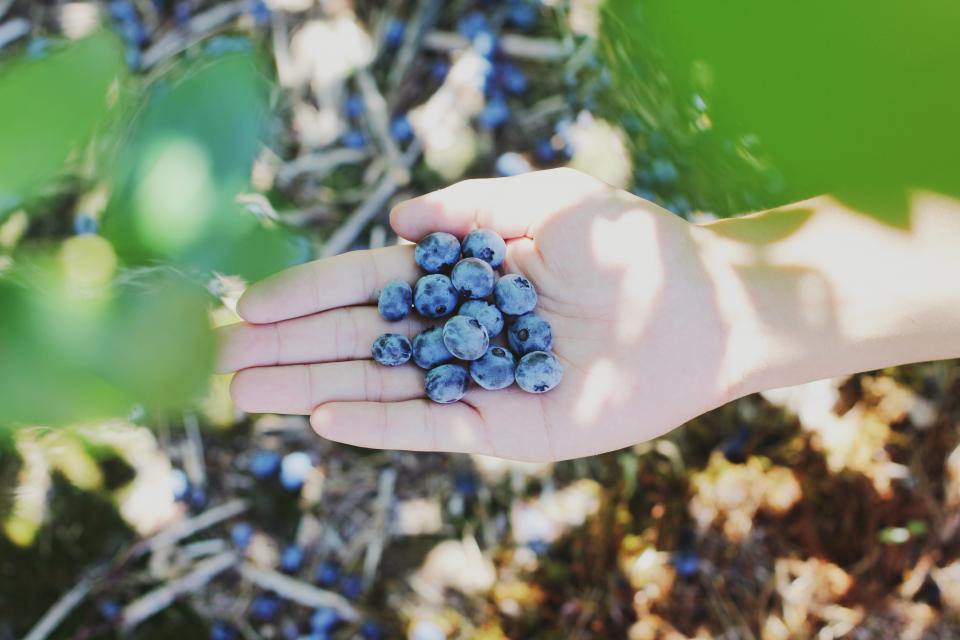 Hand Blueberry