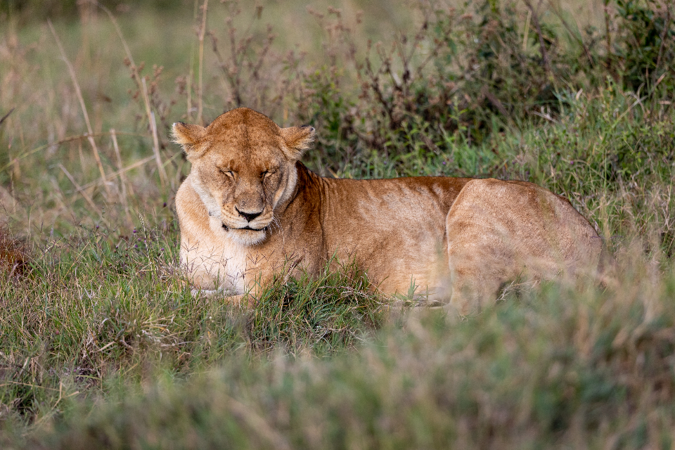 Africa Lion