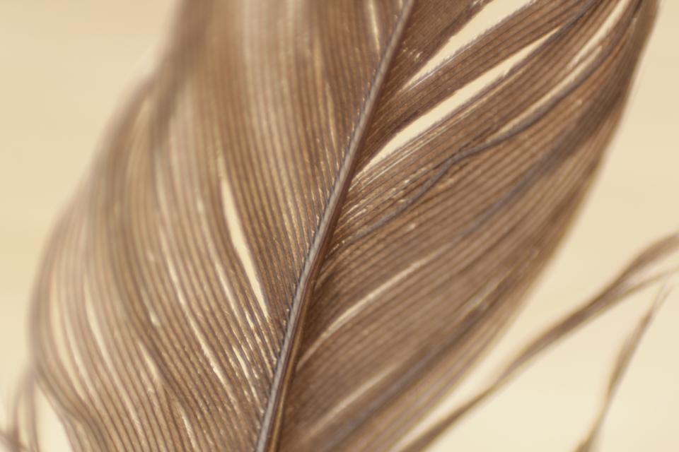 Feathers Plumage