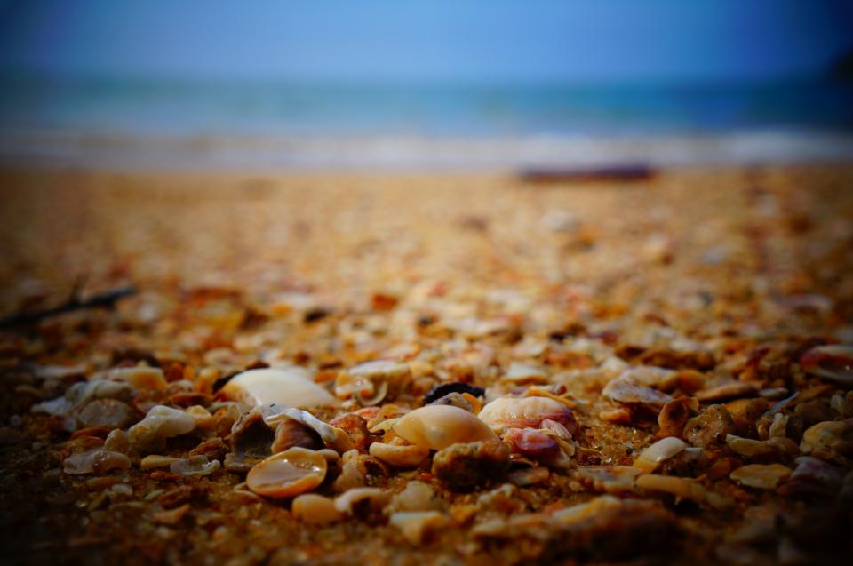 Sea Shells Shore