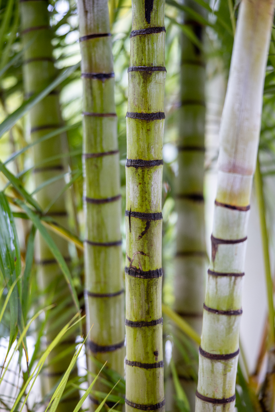 Bamboo Tropical