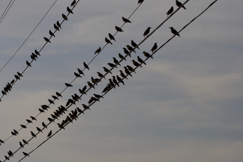 Birds Perched
