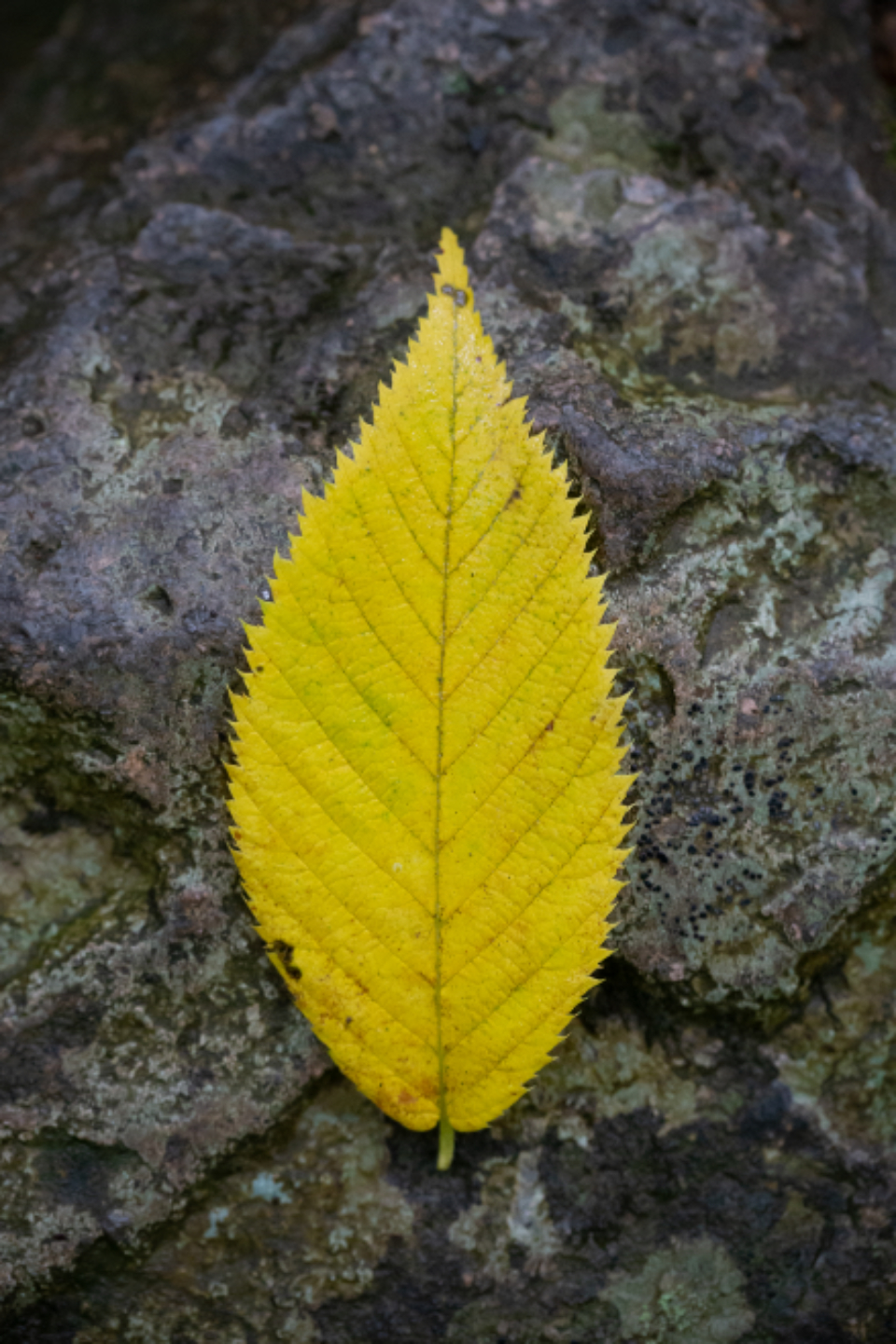 Leaf Top