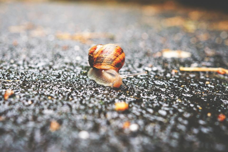Snail Outdoor