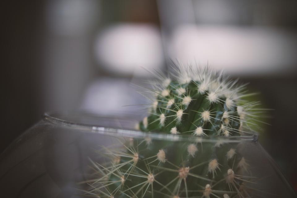 Thorn Cactus