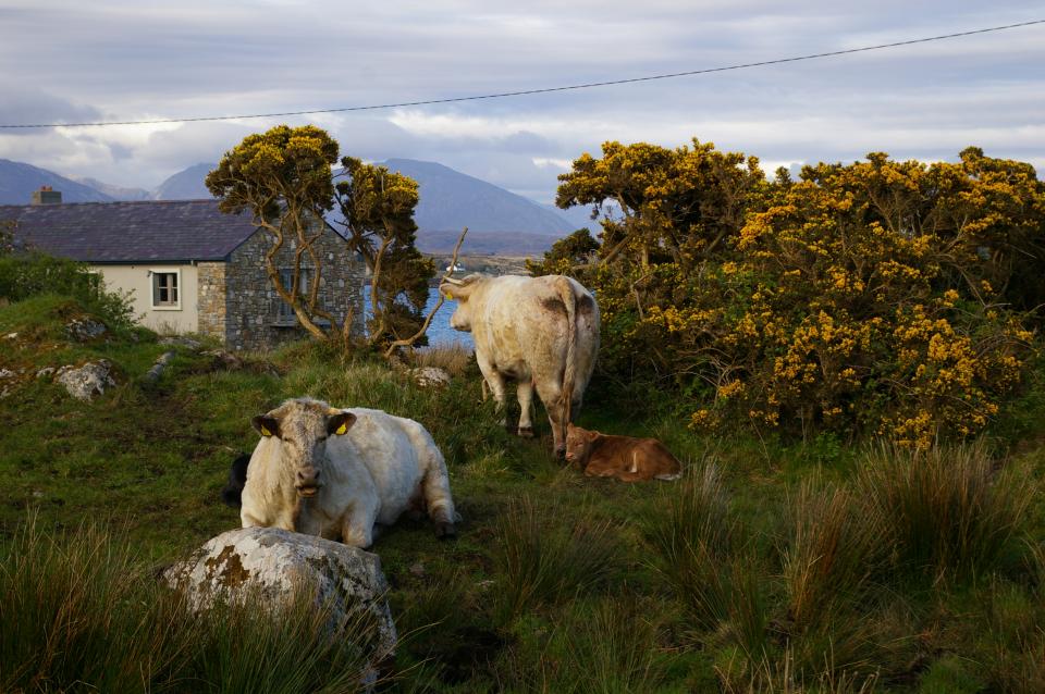 Cattle Ireland