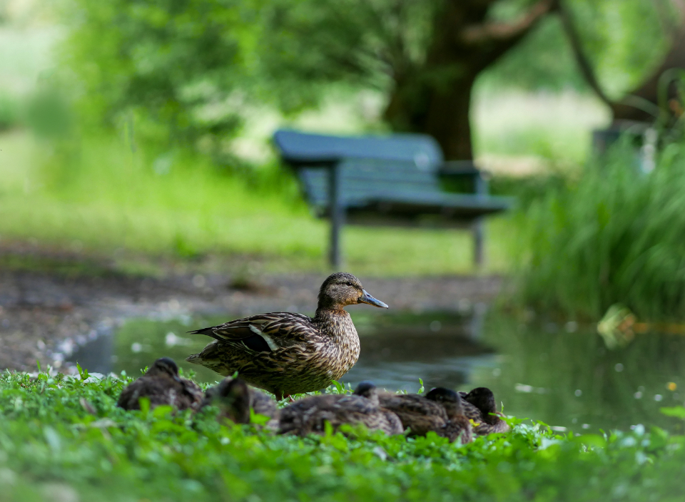 Duck Ducklings
