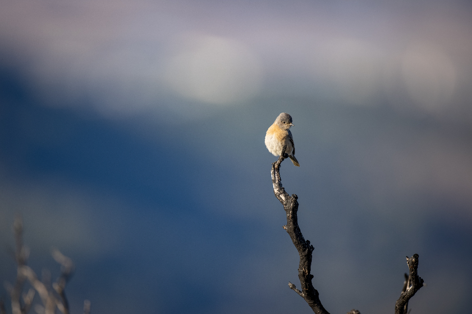 Bird Perched
