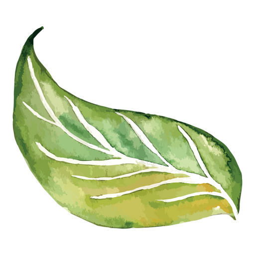 Foliage Leaf Clipart
