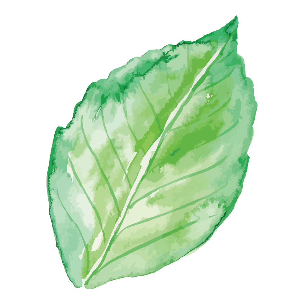 Foliage Leaf Clipart