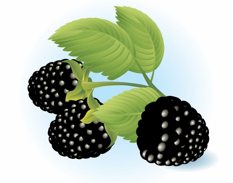 Free Dewberries Vector Illustration