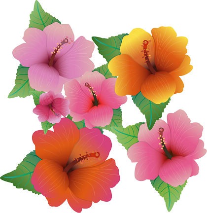 Free Vector Illustration With Hibiscus Flowers