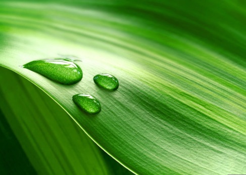 Water Drops On Fresh Green Leaf