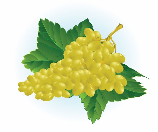 Free Grape Vector Illustration