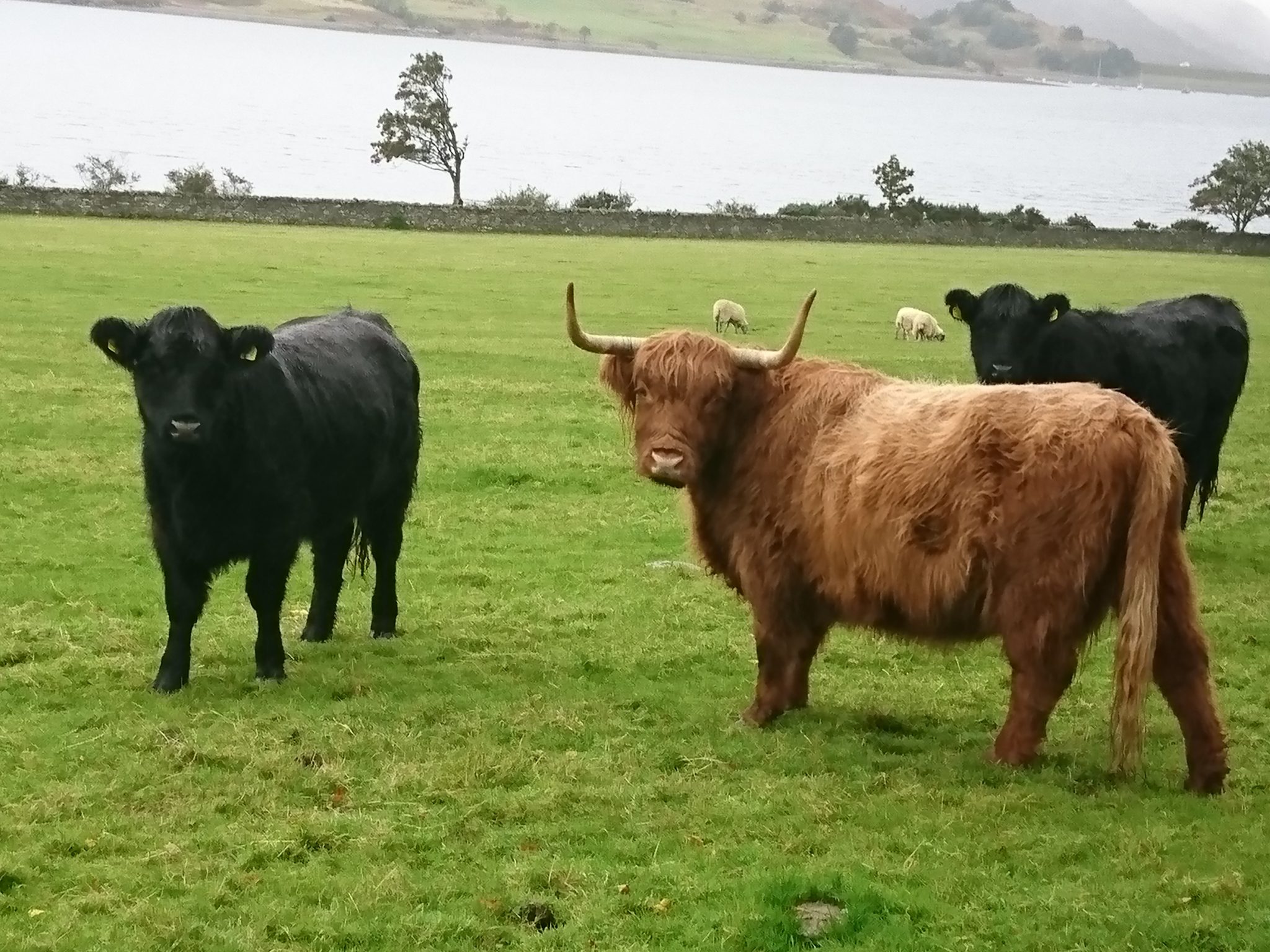 Highland Coos beside the loch
