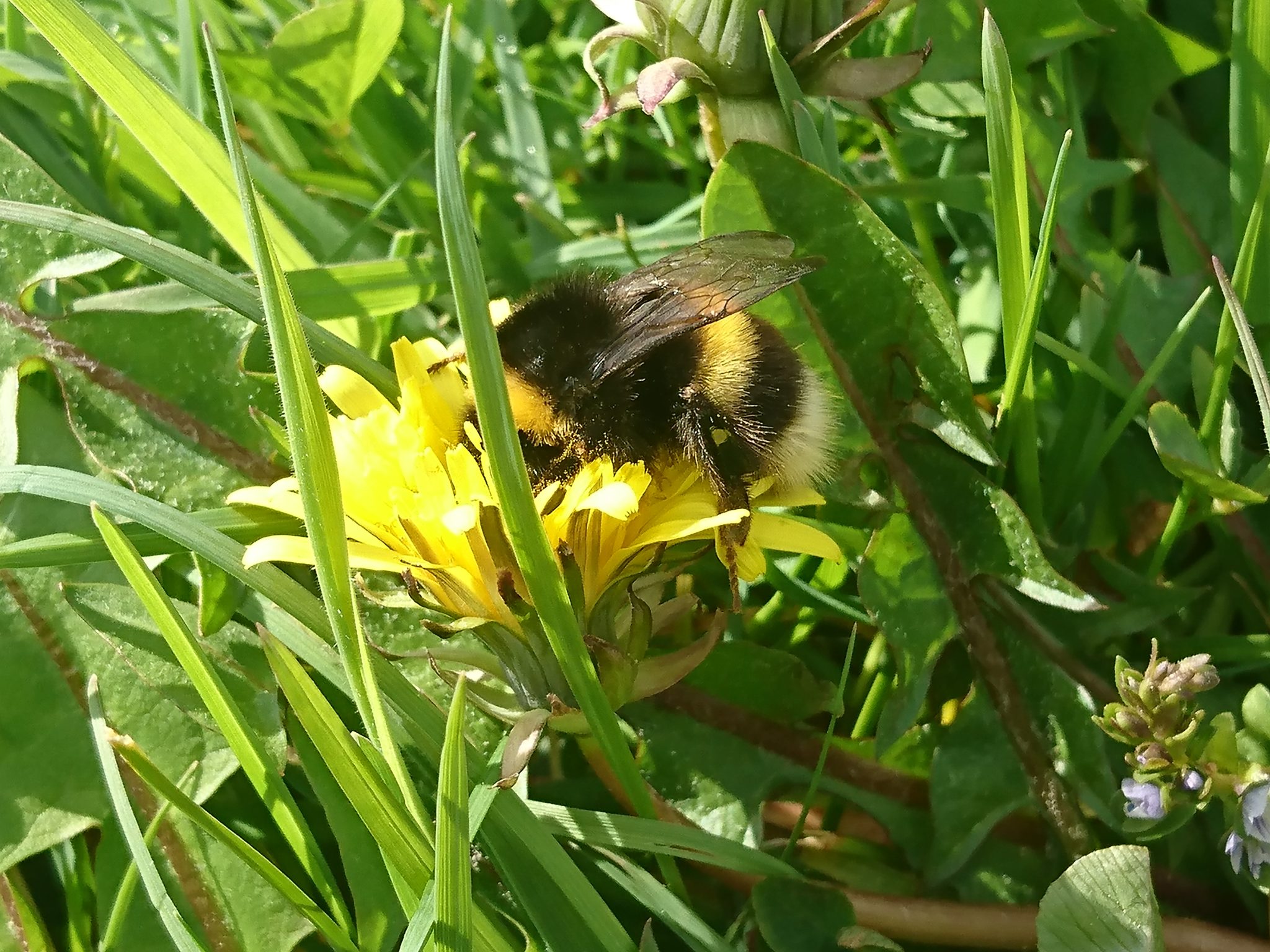 Bee on a Dandelion