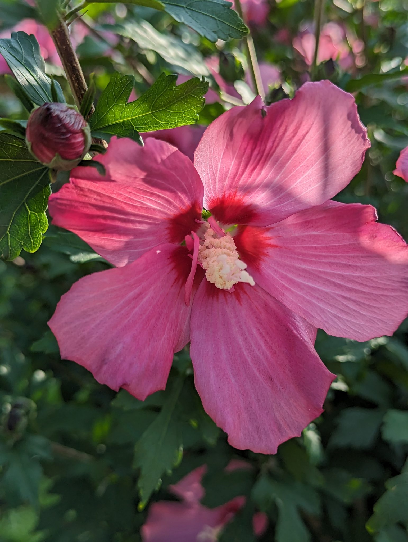 A big pink habiscus flower that is very open