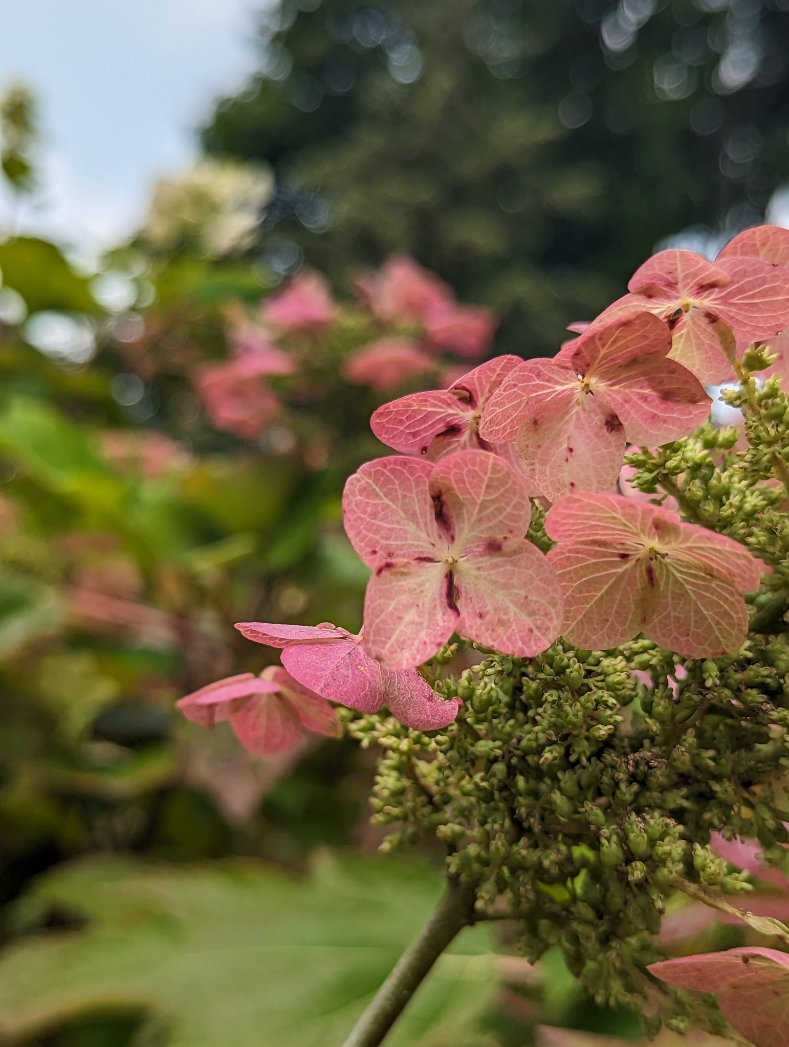Close up of pink hydrangea flower
