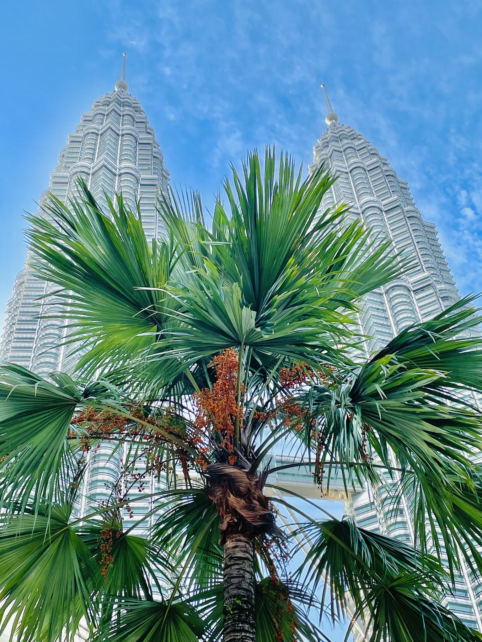 Palm tree with iconic Petronas Towers in the background. Kuala Lumpur, Malaysia.