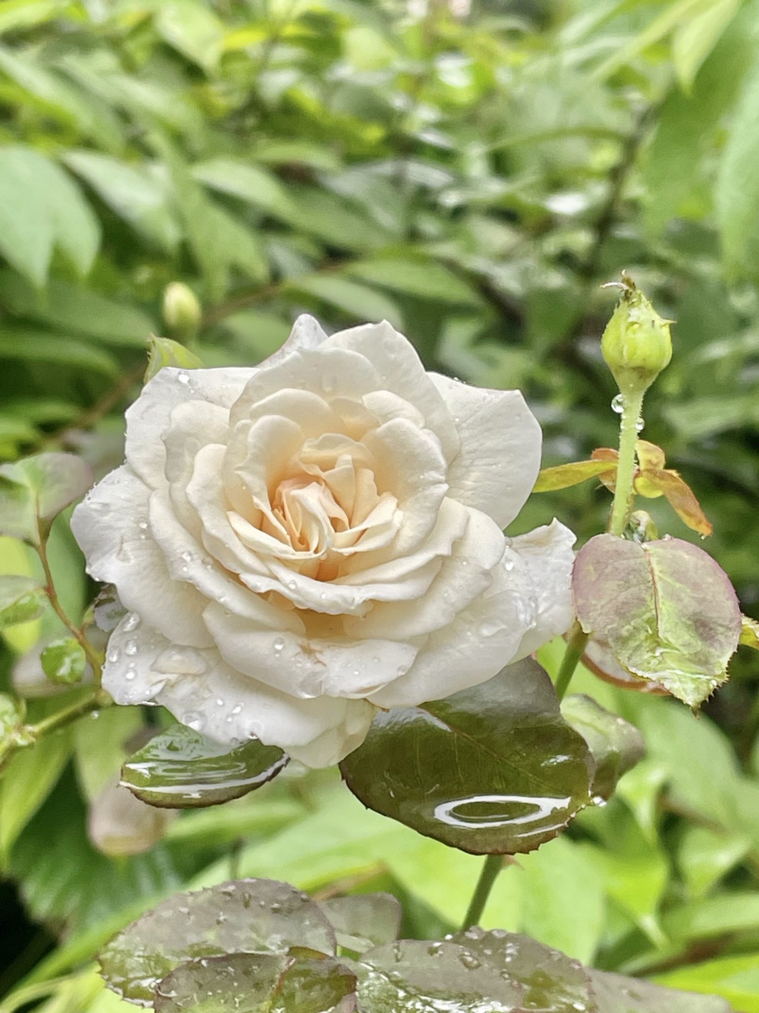 Wet white rose & bud. A Monsoon day snap from Garden.