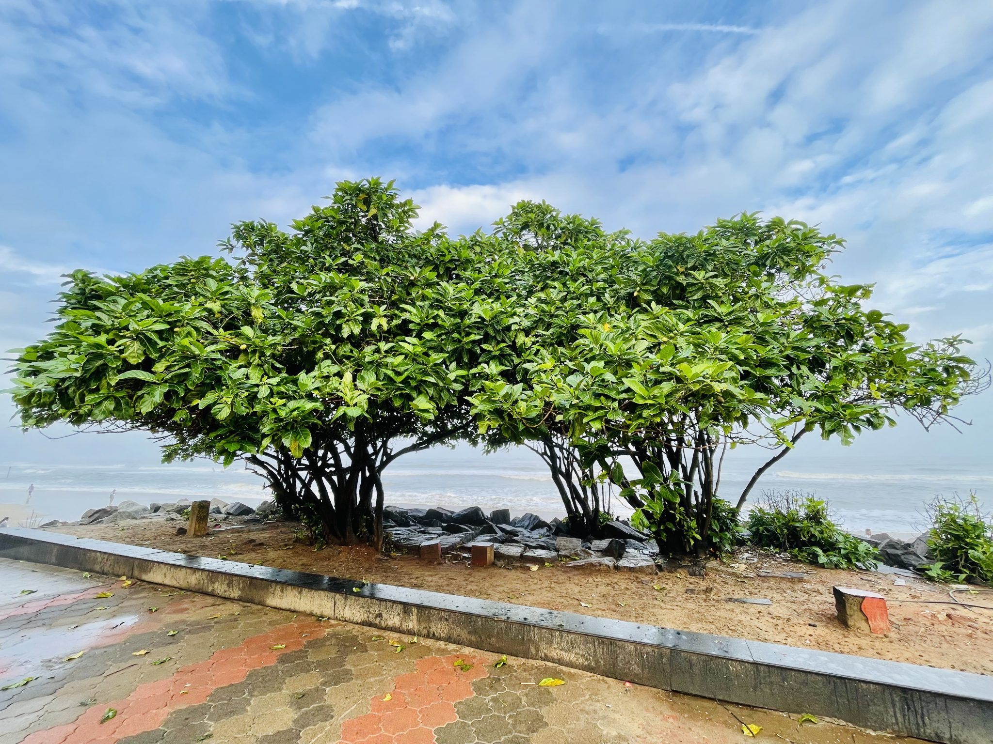 Twin trees of Kozhikode beach. From Kerala, India.