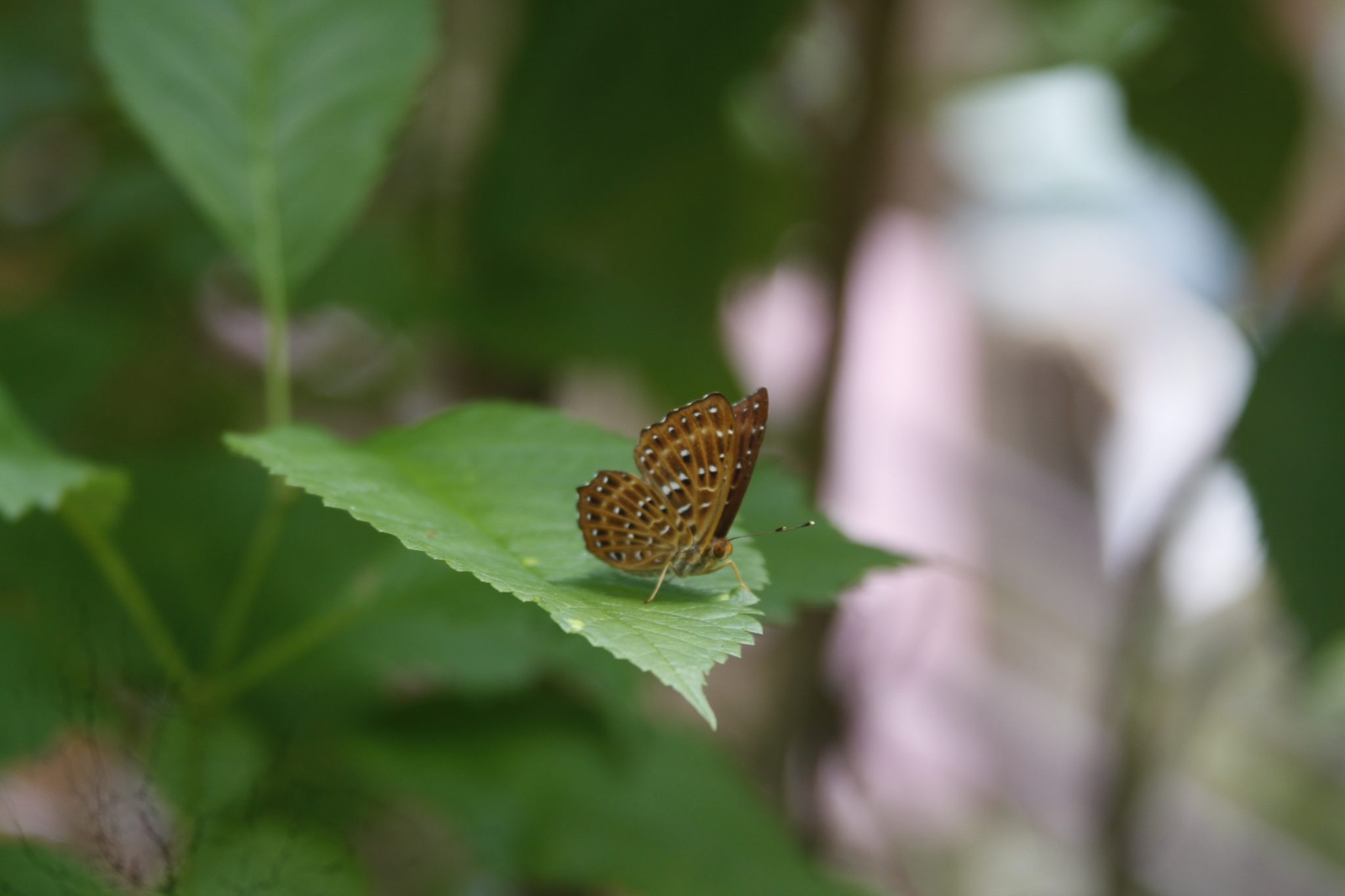 Butterfly in a leaf.