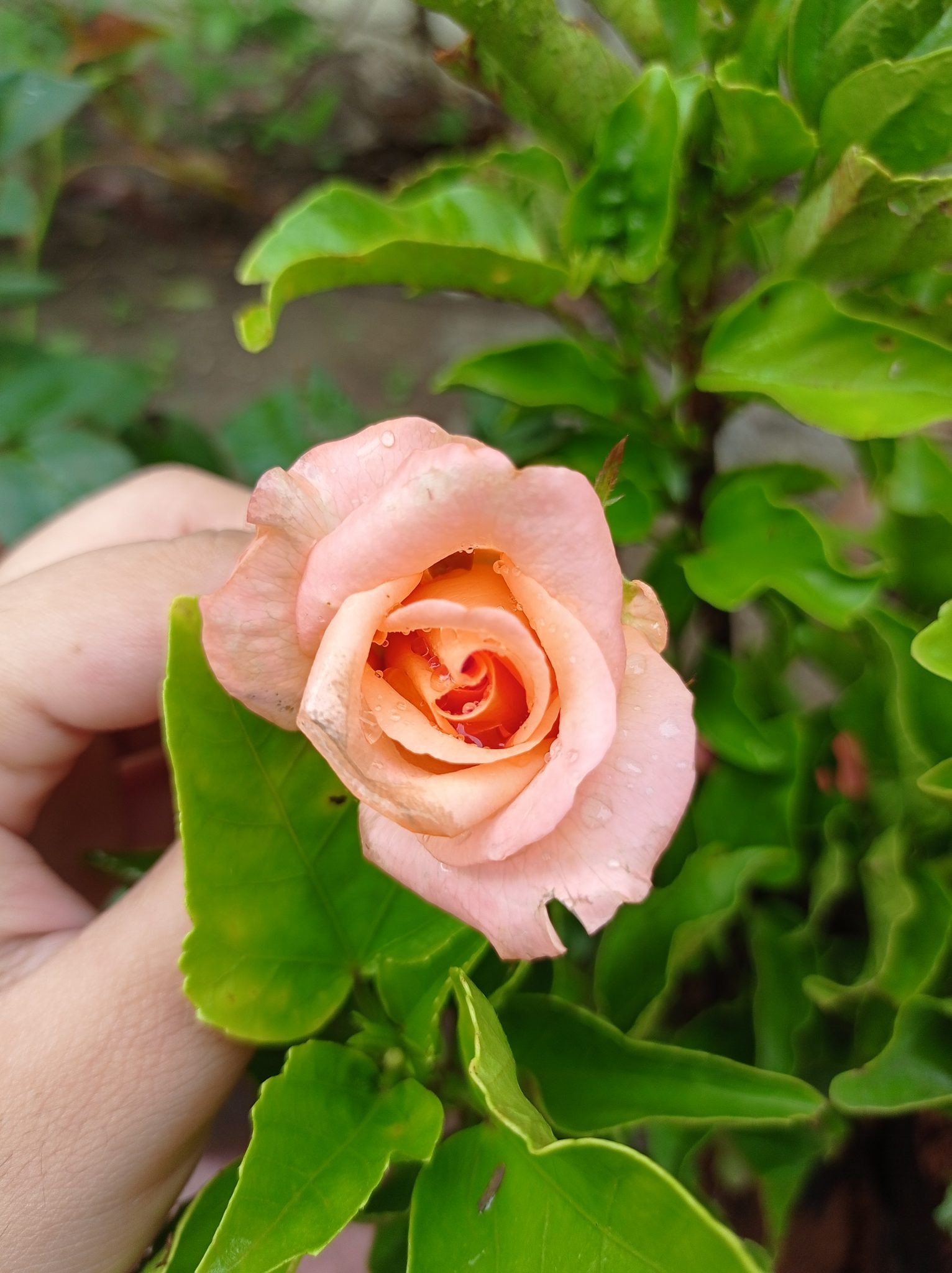 A peach-colored rose