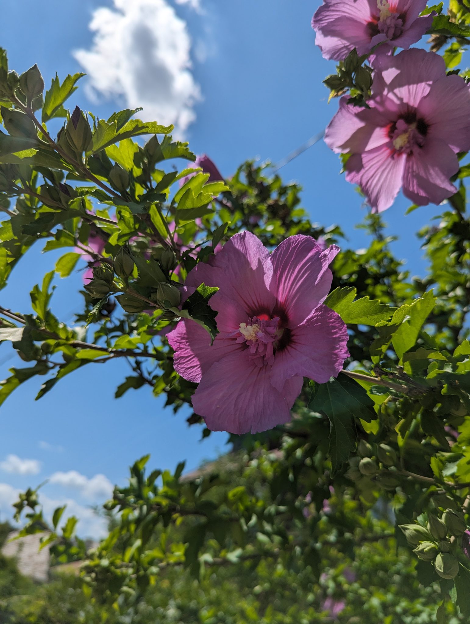 Pink hibiscus flower with very blue sky behind it.