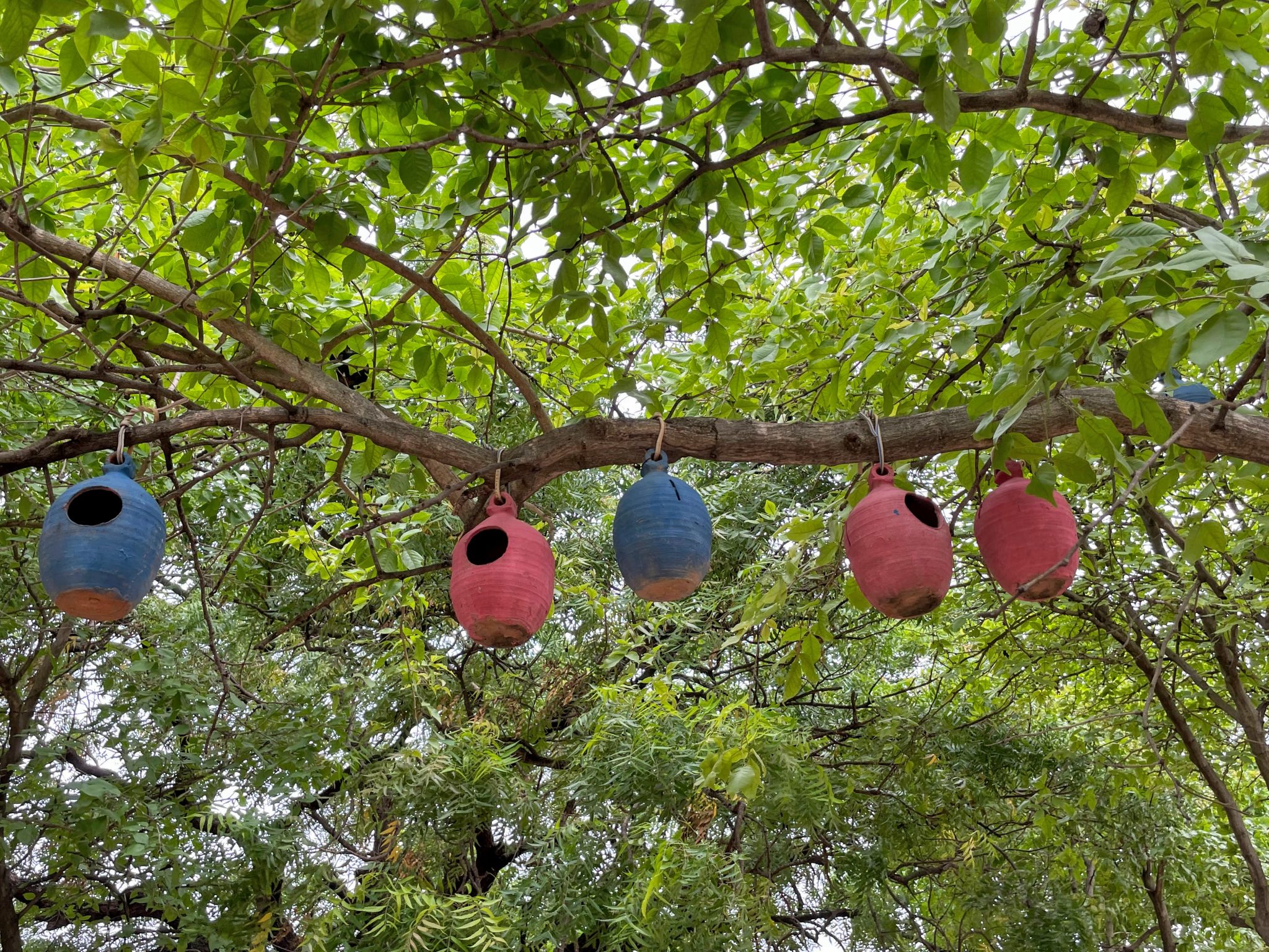 Bird's hanging nest