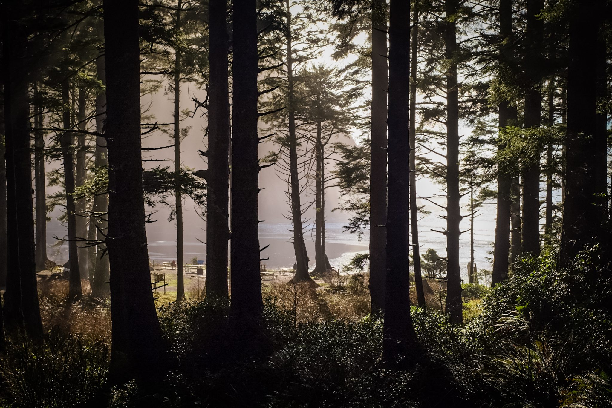 Pacific northwest forest scene with soft light opening on two trees in the center.