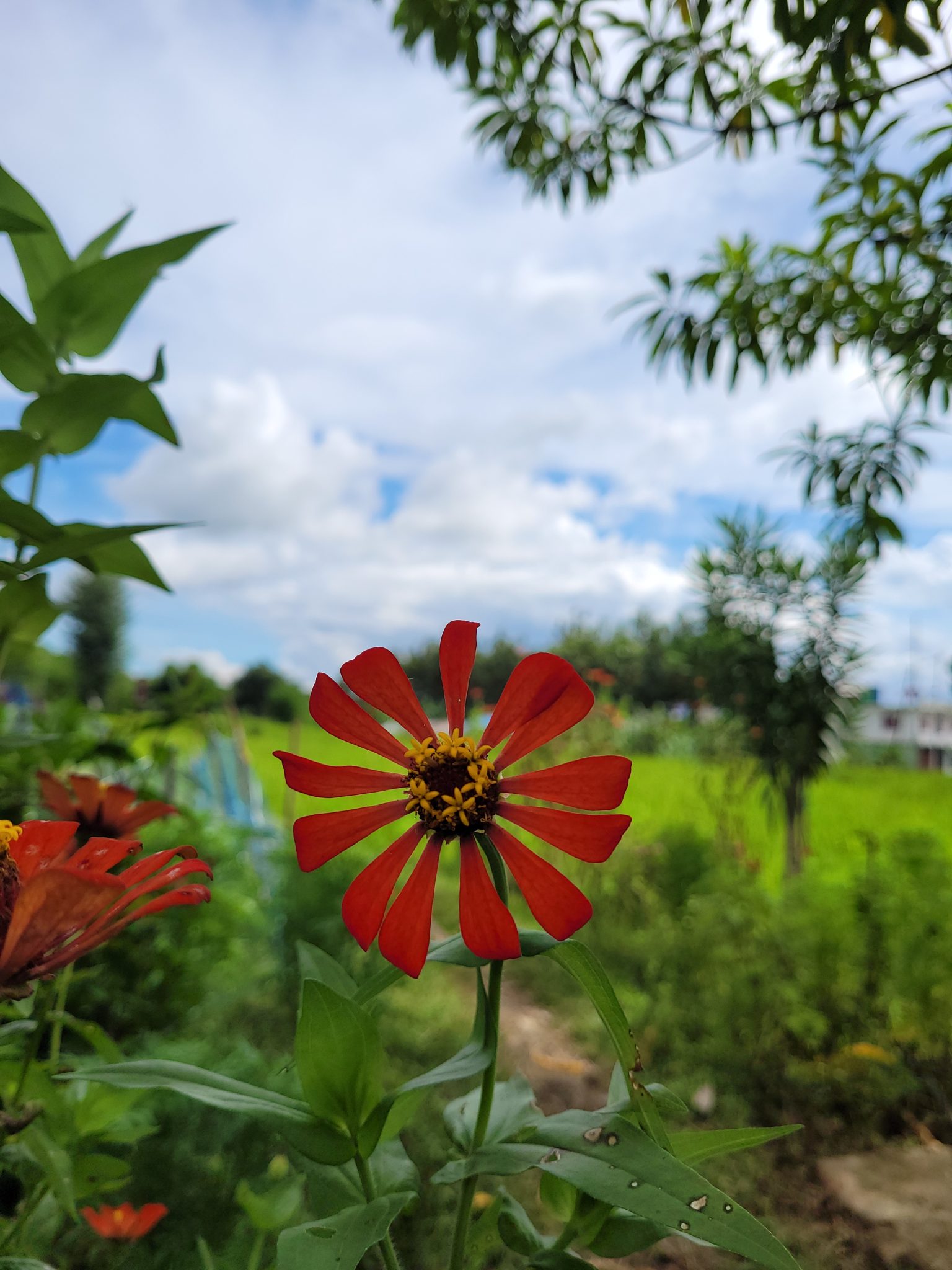 Orange Flower, Blurry Paddy Field and Cloudy Sky on Background