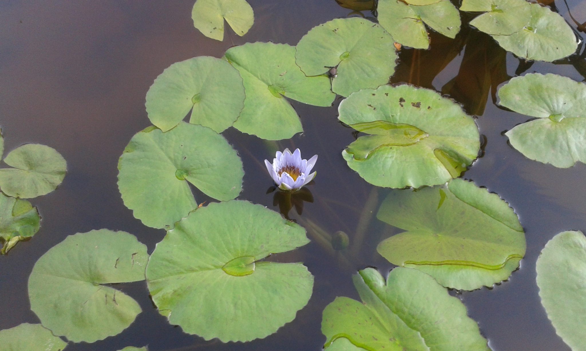 A Flower In Pond