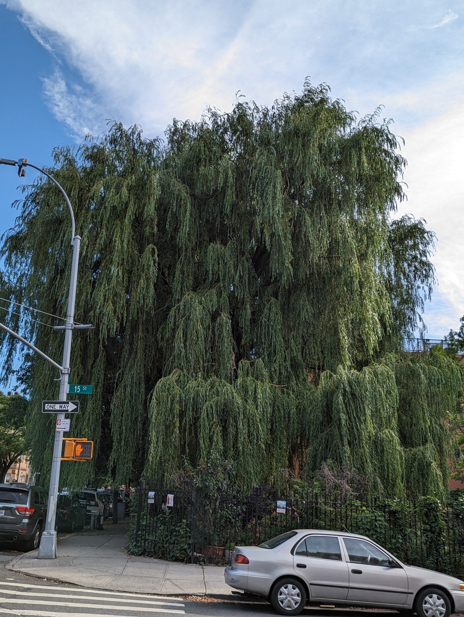 A very big willow tree.