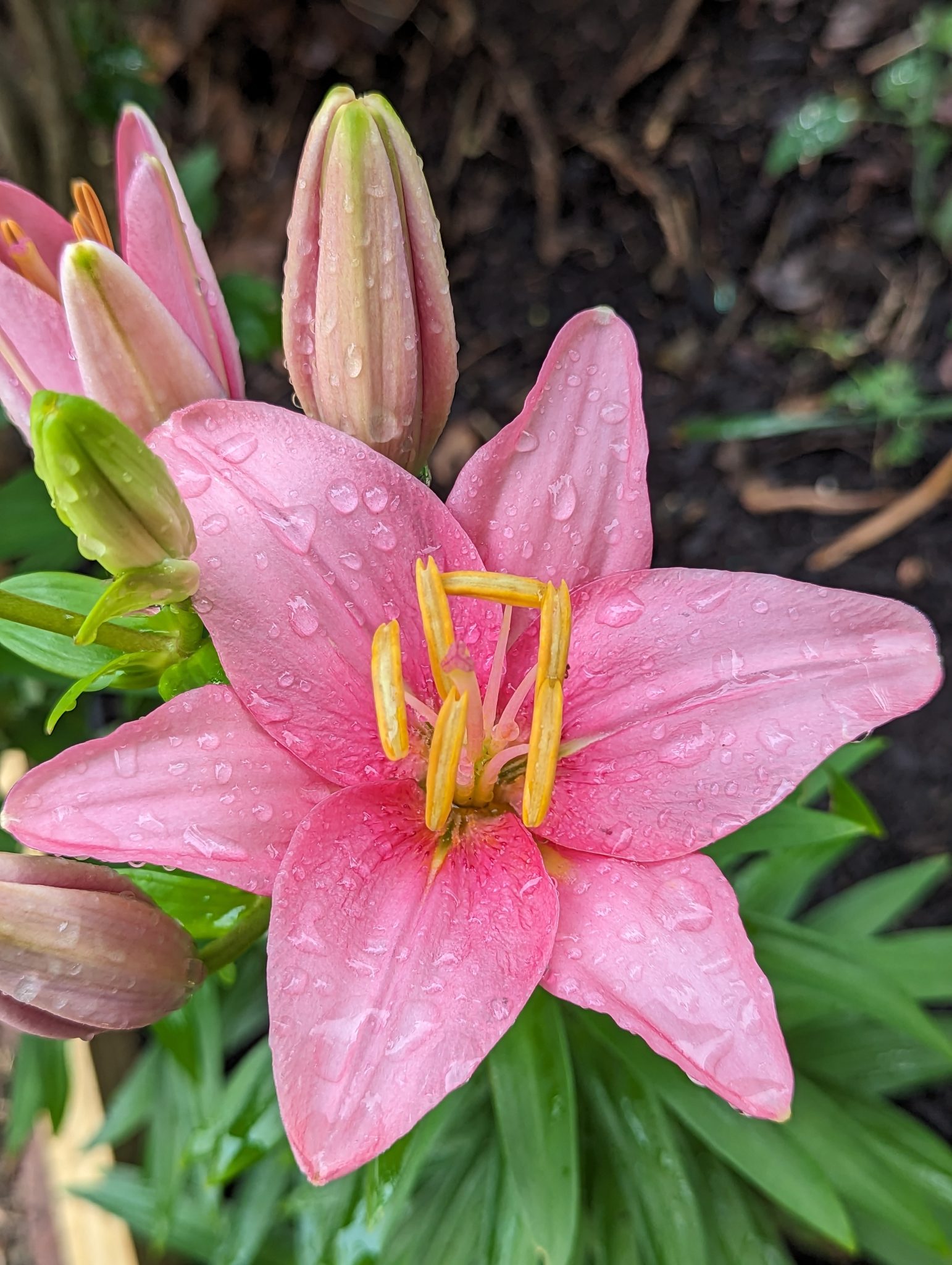 A big, pink wet Lily