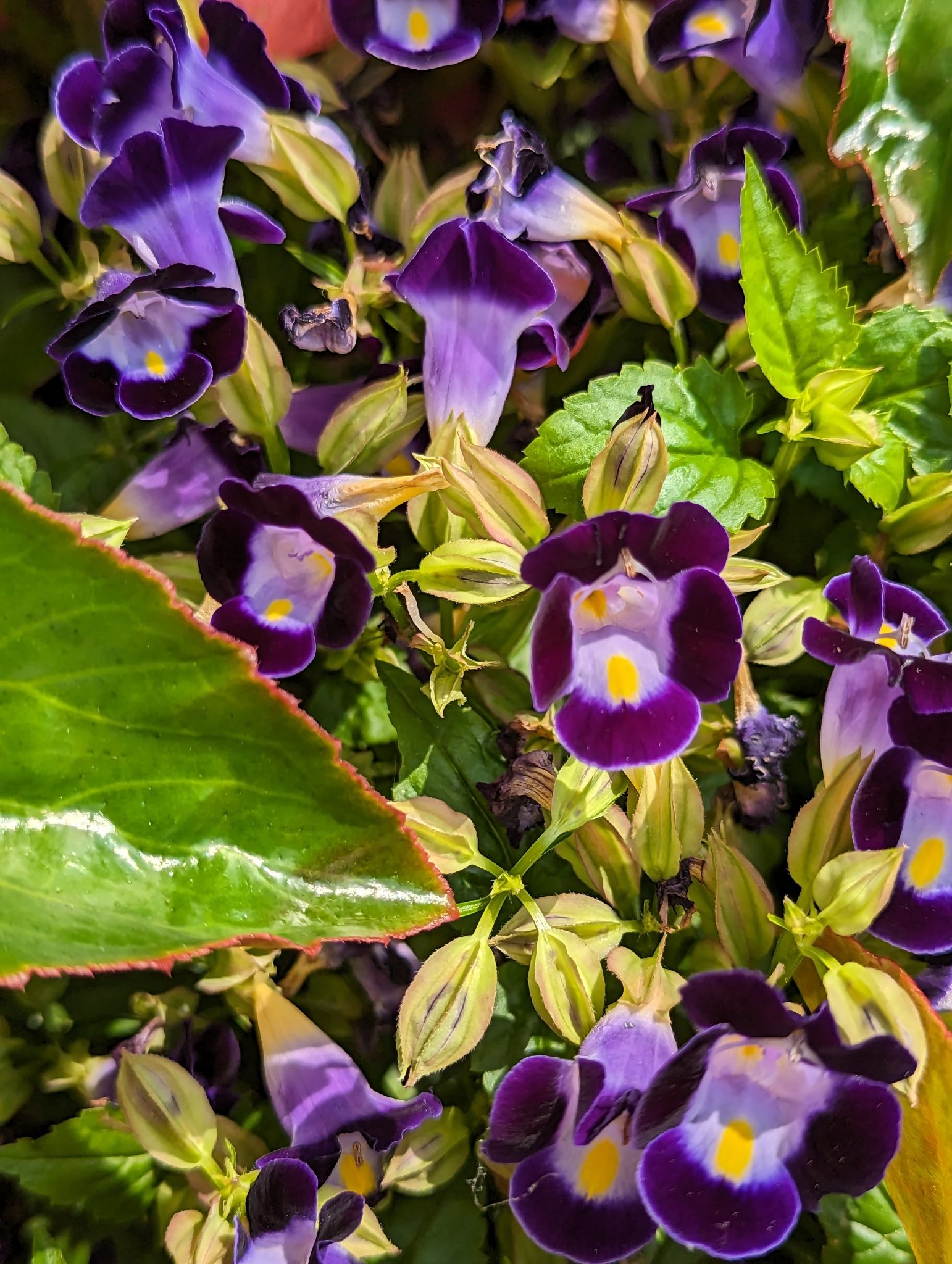 flowers in various shades of purple with green leaves