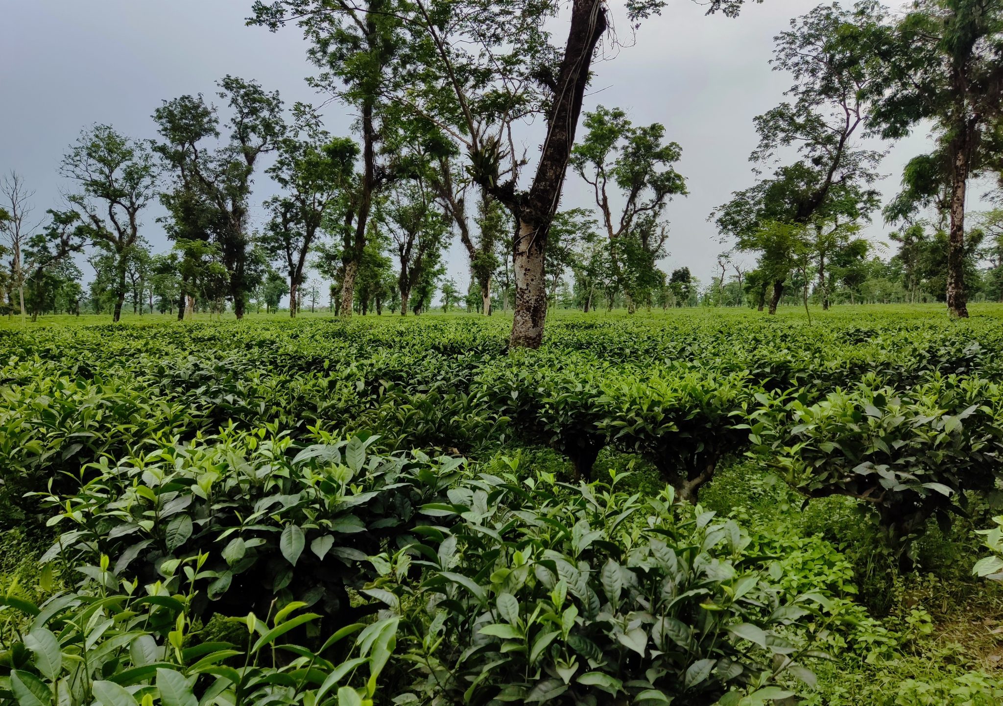 A beautiful Tea garden in Sylhet, Bangladesh.