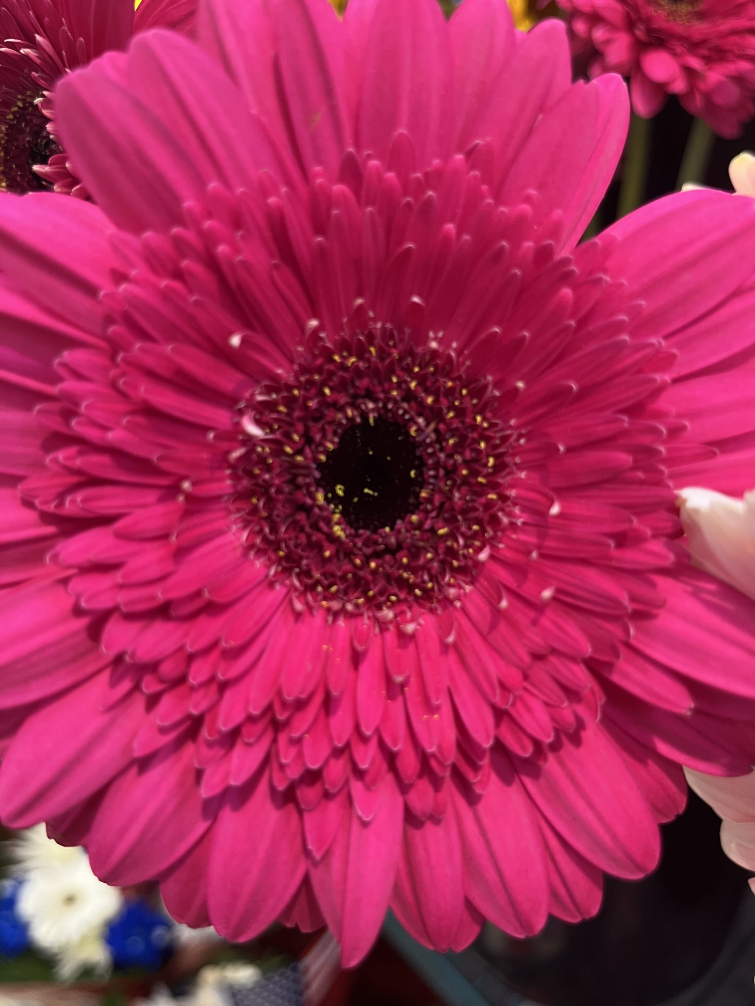 Closeup picture of the center of a gerbera daisy.
