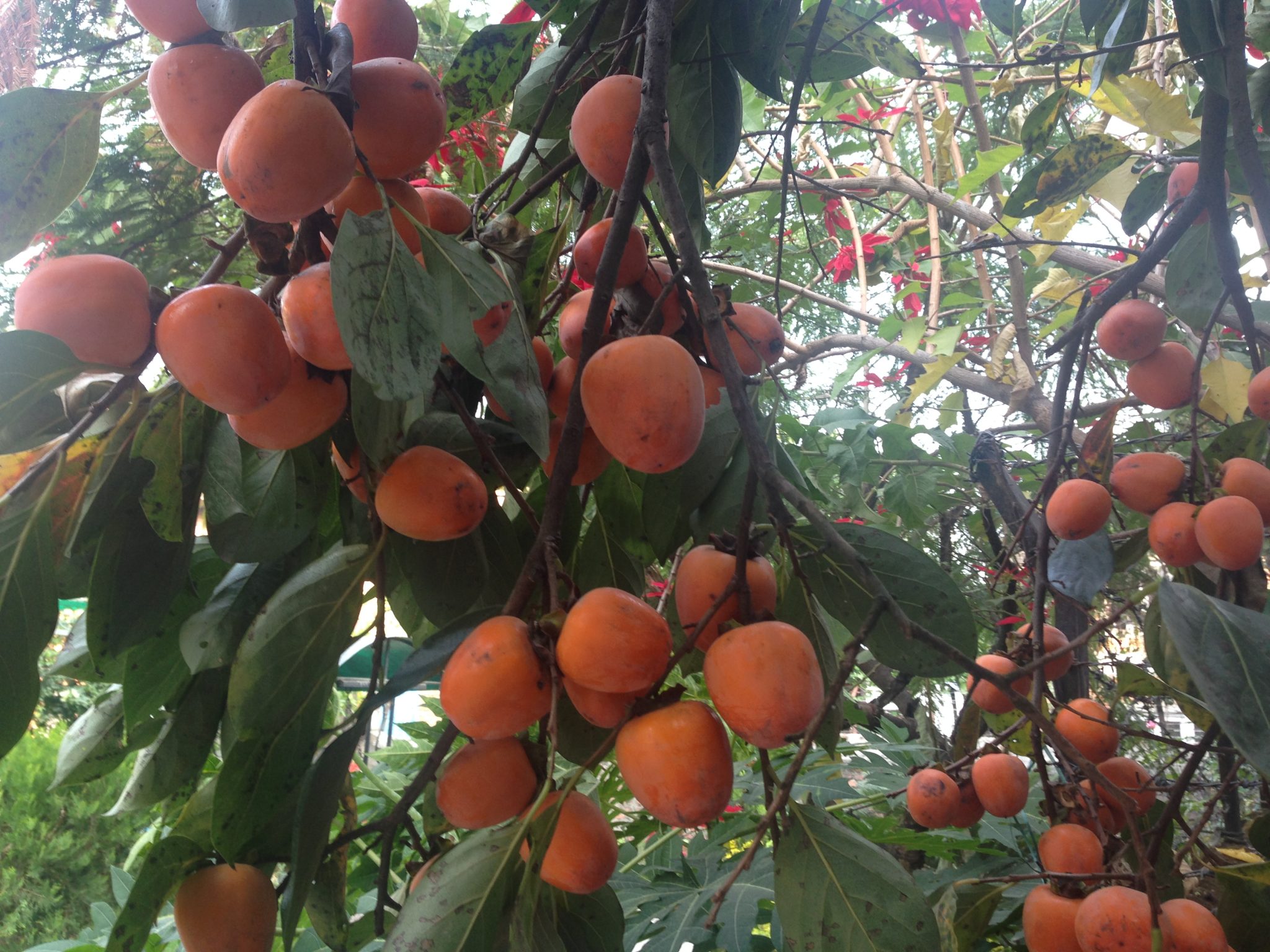 A delightful tree laden with ripe persimmons
