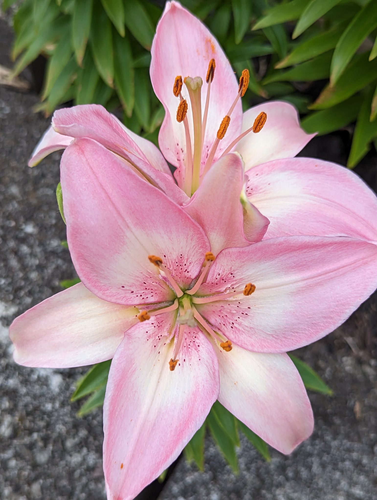 Close up of big pink flower