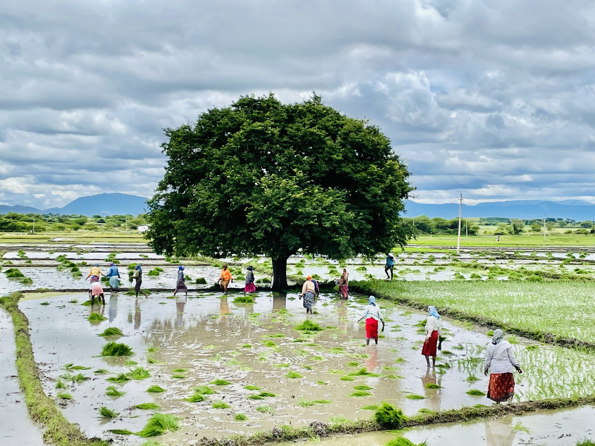 Paddy fields, Chamaraja Nagar, Karnataka. Labours are planting of rice