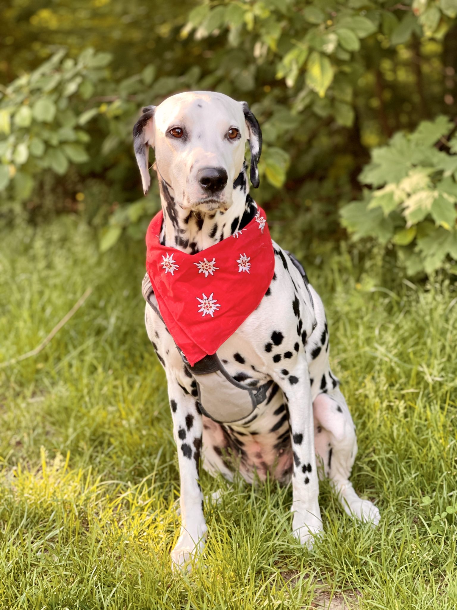 A dalmatian dog called Emma sitting in nature, wearing a bavarian red scarf.